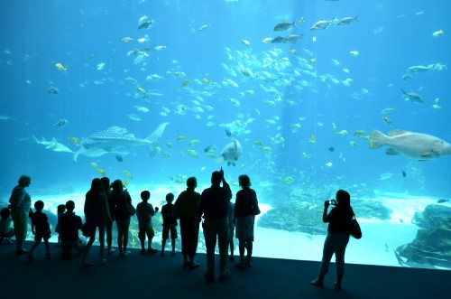 Georgia Aquarium + Atlanta