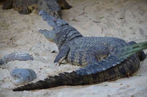 fuegirola-biopark-095